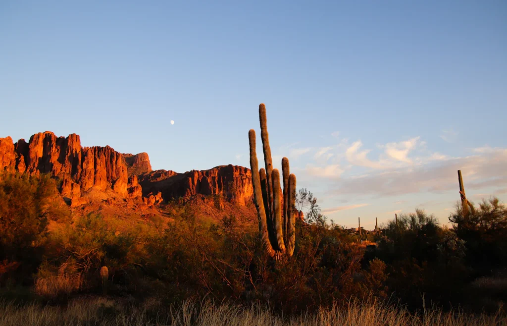 Sonoran Desert landscape with cactus and mountains in Arizona
